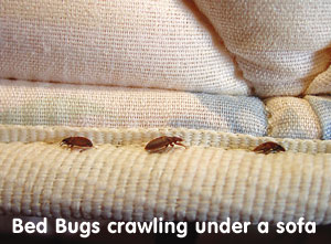bed bugs crawl anywhere